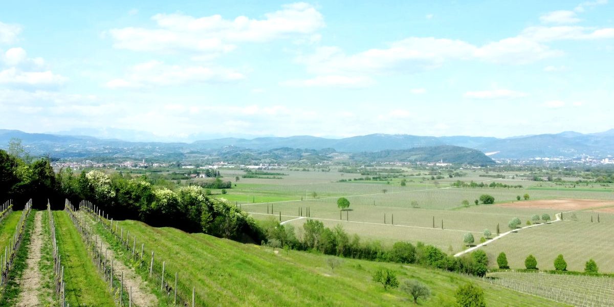 cenni a storia e tradizione della vitivinicoltura nella D.O.C. “Isonzo”